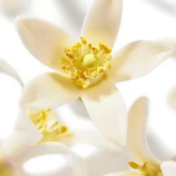 NUXE Olio Per Capelli|Olio Per Il Corpo^Huile Prodigieuse® Néroli 100ml - Olio secco per viso, corpo e capelli